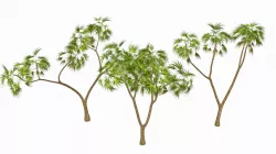 Hyphaene Doum Tree 3D model