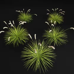 pennisetum fox tail 3D model