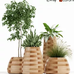 Plants collection 129 indigenus tuber 3D model