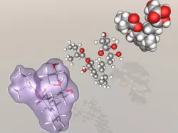Pravastatin molecule 3D model
