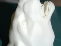 Puma (cougar)