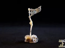 Seej Battle Flag, Charnel