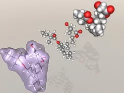 Simvastatin molecule 3D model