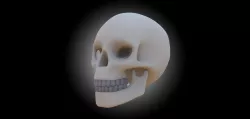 SKULL HEAD WITH JAW AND TEETH