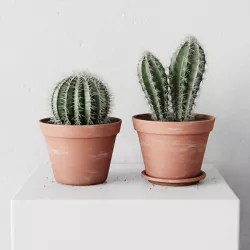 Small Cactus Set 3D model