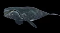 Southern Right Whale - Ballena Franca Low-poly  3D model