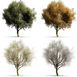 Sycamore chinar tree 3D model