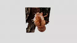 Cicada Model 4