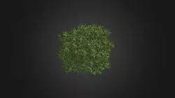 Cleyera Plant