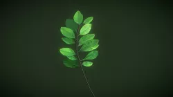 Coca's branch