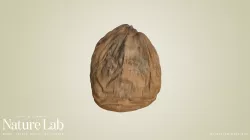 Coconut