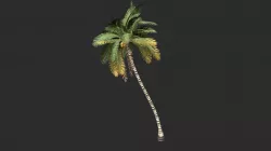 Cocos Nucifera