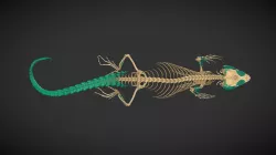 Common crag lizard