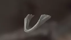 Common Snapping Turtle jaw