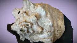 conch shell
