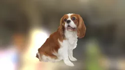 Coolest dog ever
