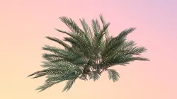 Coontie (Zamia integrifolia) (Large)