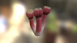 Coral 