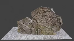 Coral Artwork