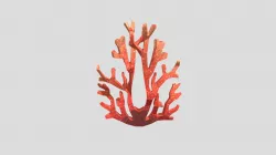 coral