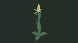 corn