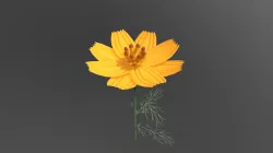 Cosmos