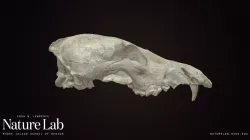 Coyote cranium