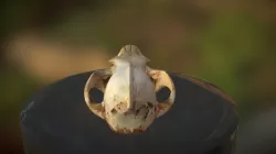 Coyote Skull