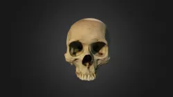 Cranium