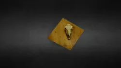 Cranium