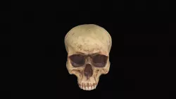 Cranium replica