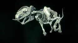 Creature Skeleton