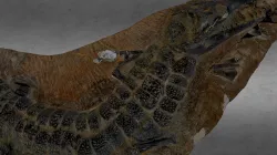 CROCODILE