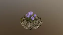 Crocus Flower Raw Scan Test