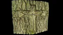 Cross in the bark