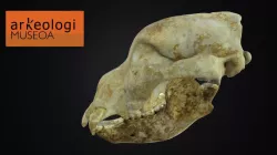 Cráneo y mandíbula de Ursus deningeri