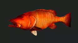 Cubera Snapper