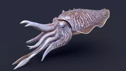 Cuttlefish (Sepia officinalis)