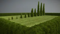 Cypresses / Zypressen