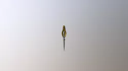 Dagger
