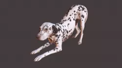 Dalmatian Dog Pose