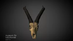 Damaliscus lunatus ZMB MAM 48282