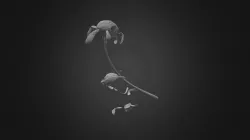 decaying daisy
