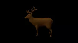 Deer
