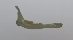 Deer Jawbone