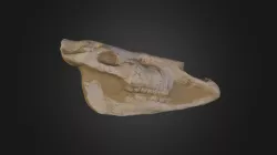 DEVE KAFATASI