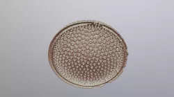 Diatom 2