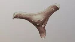 Diatom