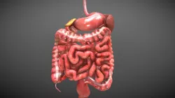 Digestive system