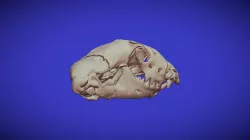 DIPLOMETOPON SKULL.WORM LIZARD SKULL